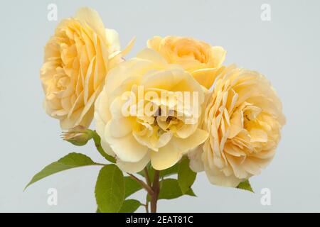 Englische, Rose, David, Austin, Strauchrose, Blume, Rosa Stockfoto