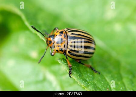 Kartoffelkaefer Leptinotarsa decemlineata Stockfoto