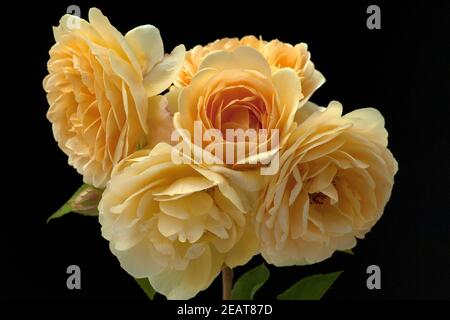 Englische, Rose, David, Austin, Strauchrose, Blume, Rosa Stockfoto