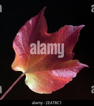 Weinblatt im Herbst Stockfoto