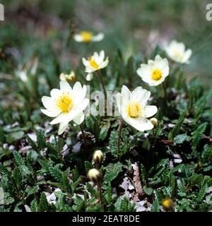 Weiße Silberwurz Dryas octopetala Stockfoto