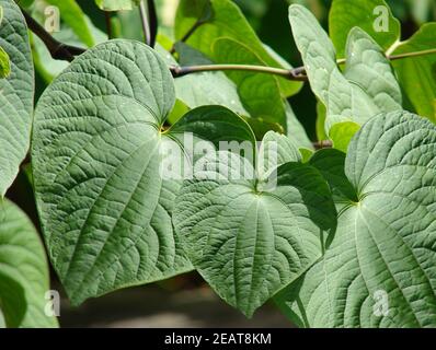 Kava-Kava, Piper Methysticum, Heilpflanzen, Stockfoto