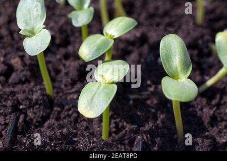 Sonnenblume Helianthus annuus Keimling Stockfoto