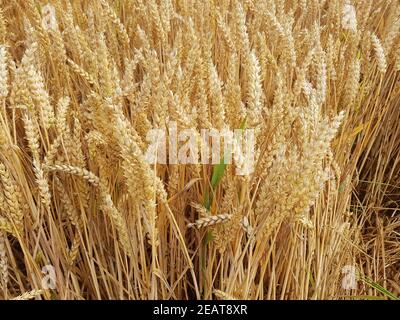 Weizenaehren, Weizenkoerner, Weizen, Triticum aestivum Stockfoto