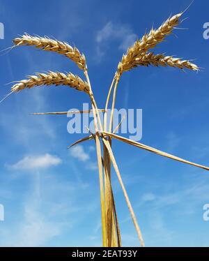 Weizenähren, Weizen, Triticum, aestivum Stockfoto