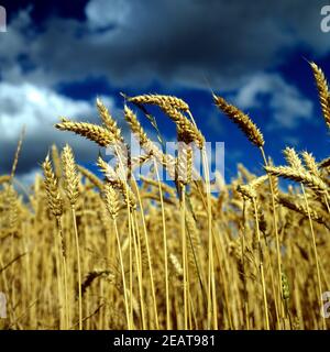 Weizenähren Triticum aestivum Stockfoto