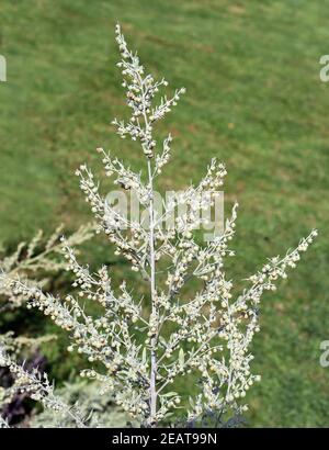 Wermut, Artemisia Absinthium, Stockfoto