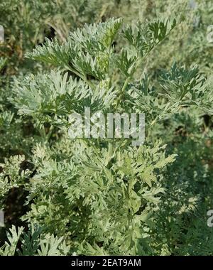 Wermut, Artemisia Absinthium, Stockfoto