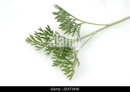 Wermut, Artemisia Absinthium Stockfoto