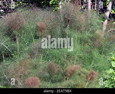 Bronze-Fenchel Foeniculum Vulgare, Purpureum, Stockfoto