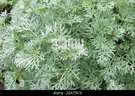 Wermut, Artemisia Absinthium Stockfoto