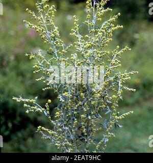 Wermut Artemisia Absinthium Stockfoto