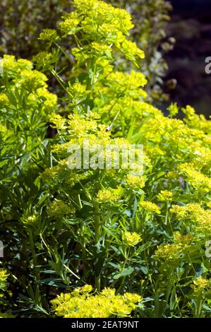 Sumpfwolfsmilch Euphorbia palustris Stockfoto