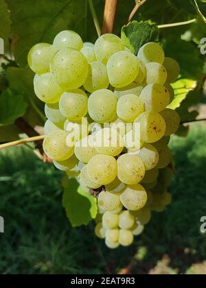 Sylvaner, Weisswein, Vitis, vinifera Stockfoto