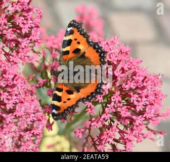 Kleiner Fuchs, Aglais urticae, Schmetterling Stockfoto