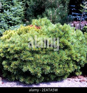 Weymouth-Kiefer, Pinus strobus Stockfoto