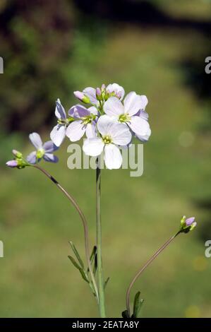 Wiesenschaumkraut Cardamine, Pratensis Wiesenblume Stockfoto