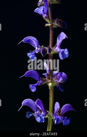 Wiesensalbei, Salvia pratensis Stockfoto