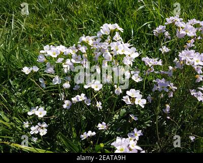 Wiesenschaumkraut Cardamine, Pratensis Wiesenblume Stockfoto