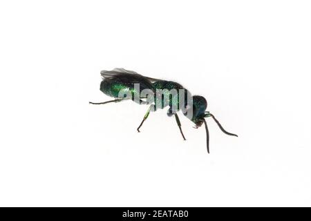 Wildbiene Loecherbiene Solitaerbiene Stockfoto