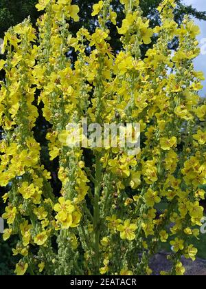 Königskerze Großblutige, Verbascum, densiflorum Stockfoto