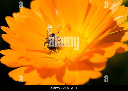 Ringelblume; Calendula Officinalis; Wildbiene Stockfoto