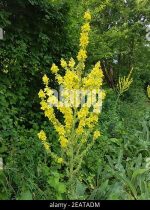 Königskerze Großblutige, Verbascum, densiflorum Stockfoto