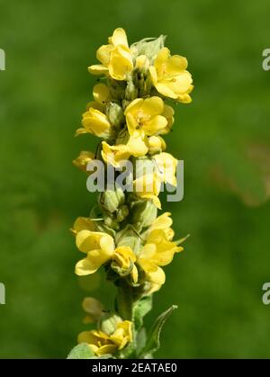 Koenigskerze, Grossbluetige, Molène, Densiflorum Stockfoto