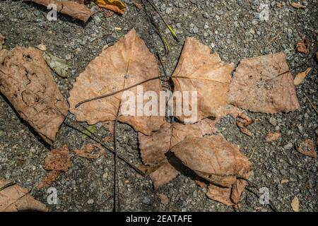 Gefallen braune Blätter auf dem Boden zerkleinert und bedeckt mit Grobkörniger Sand vom Trail an einem hellen sonnigen Tag Im Sommer Hintergründe und Texturen Stockfoto