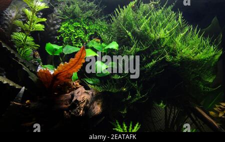 Schöne aquatische Einrichtung in einem Aquarium, mit Wasserpflanzen und Moos. Das ist Aquascaping Stockfoto