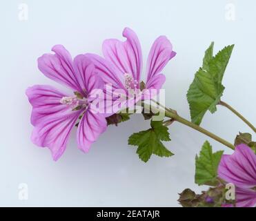 Wilde Malve, Malva Sylvestris, Stockfoto