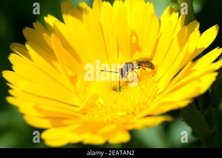 Ringelblume; Calendula Officinalis; Wildbiene Stockfoto