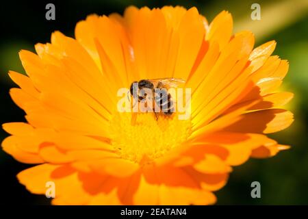 Ringelblume; Calendula Officinalis; Wildbiene Stockfoto