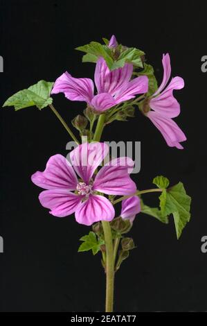 Wilde Malve, Malva Sylvestris, Stockfoto