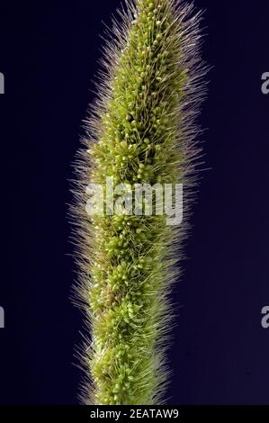 Kolbenhirse, Hirse, Setaria Stockfoto