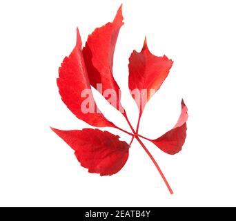 Wilder Wein, Parthenocissus quinquefolia, im Herbst Stockfoto