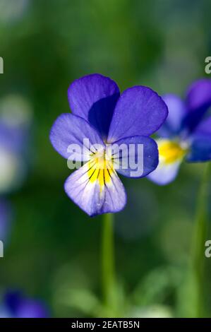 Stiefmuetterchen Viola tricolor Stockfoto