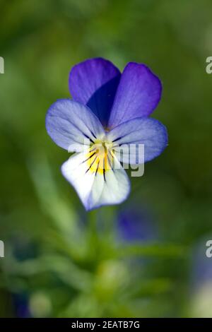 Stiefmuetterchen Viola tricolor Stockfoto