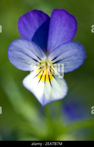 Stiefmuetterchen Viola tricolor Stockfoto