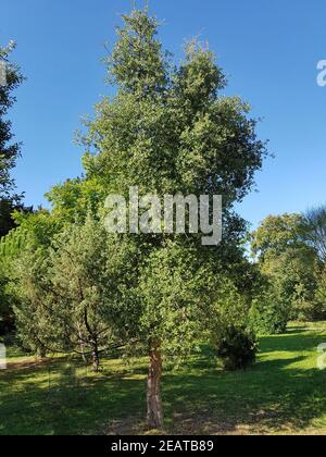 Korkeiche, Quercus suber Stockfoto