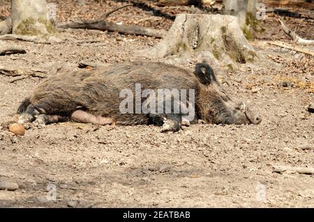 Wildschwein, Sus scrofa Stockfoto