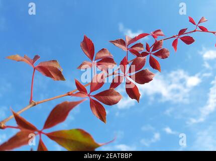 Wilder, Wein Herbst, Parthenocissus quinquefolia Stockfoto