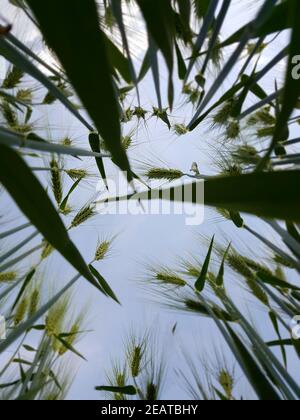 Triticale, Triticosecale, rimpauii, von unten Stockfoto