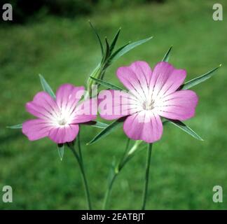 Kornrade Agrostemma githago Stockfoto