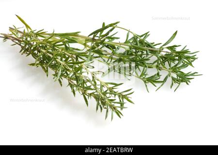 Sommer-Bohnenkraut, Bergbohnenkraut, Satureja Montana, Satureja, Hortensis, Einjaehriges, Bohnenkraut, Stockfoto