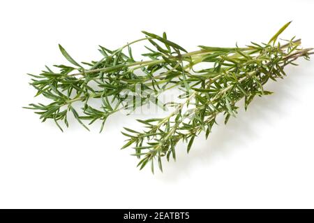 Sommer-Bohnenkraut, Bergbohnenkraut, Satureja Montana, Satureja, Hortensis, Einjaehriges, Bohnenkraut, Stockfoto