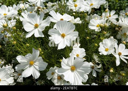 Kosmos bipinnatus Stockfoto