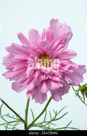 Kosmee, Cosmos bipinnatus Stockfoto