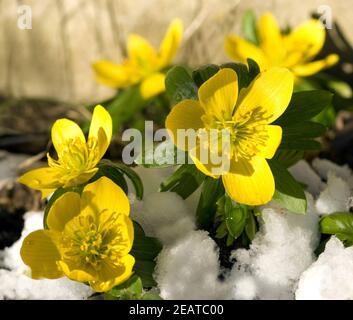Winterling; Eranthis hyemalis Stockfoto