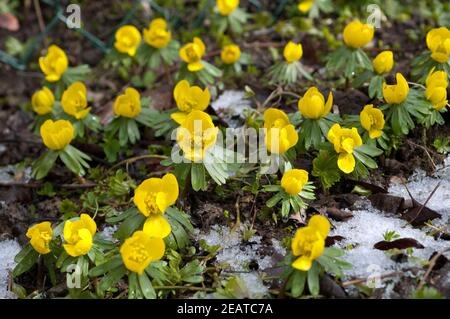 Winterling; Eranthis; hyemalis; Stockfoto